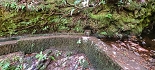 Plants: image 38 Of 208 Thumb